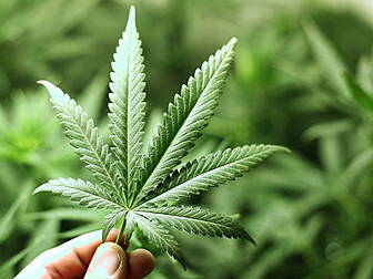 €1.2m of cannabis found in thr...